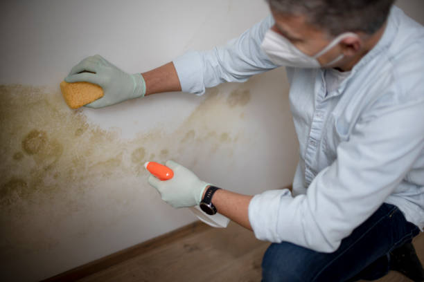 Office Mold Removal Services in South Duxbury, MA