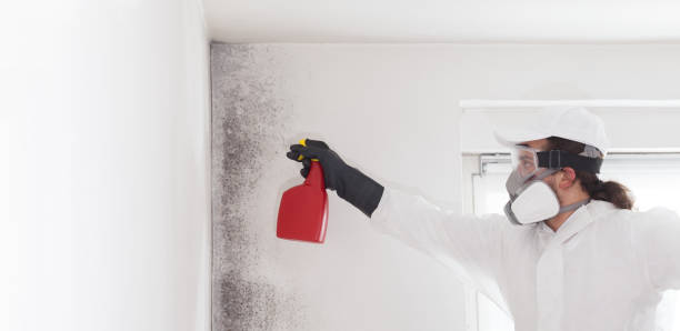 Mold Testing and Removal in South Duxbury, MA