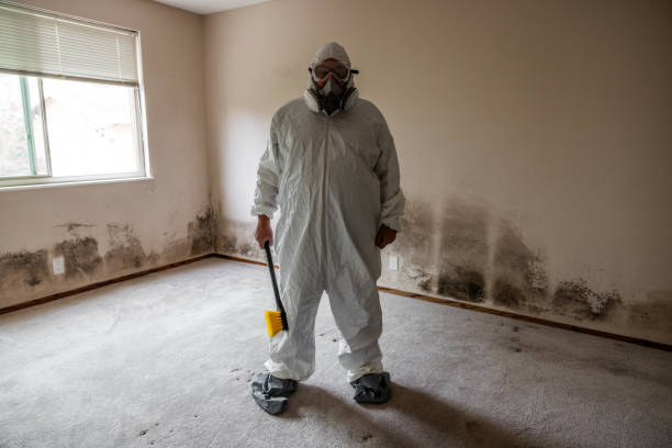 Best Attic Mold Removal  in South Duxbury, MA
