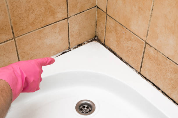 Best Mold Remediation  in South Duxbury, MA